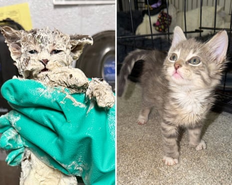Gatinho preso em balde de cola é resgatado e cria vínculo com cuidador