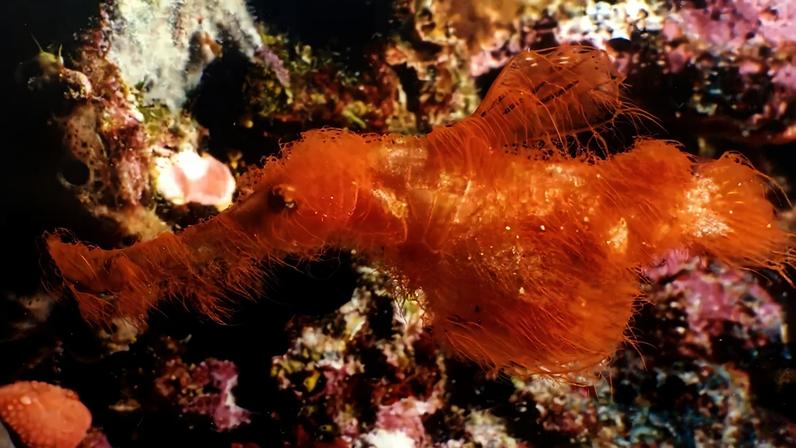 Nova espécie de peixe peludo recebe nome inspirado na Vila Sésamo