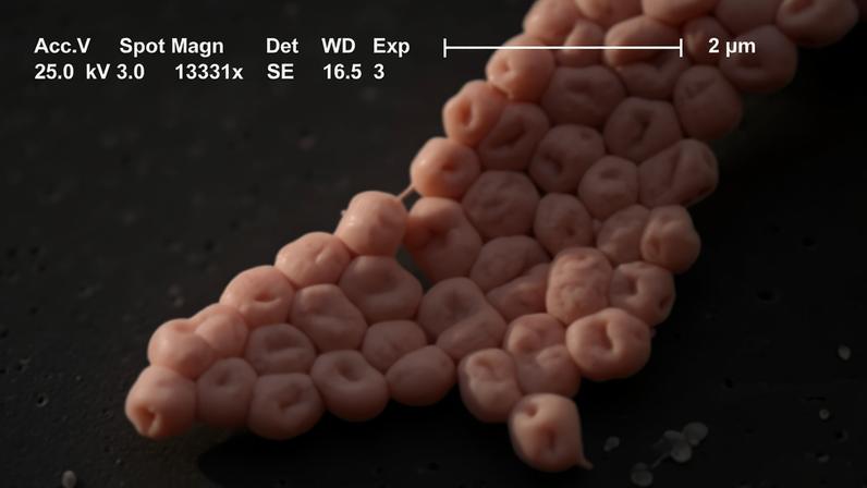 Micrografia eletrônica de varredura mostrando um aglomerado de células bacterianas esféricas, cinza-claras, com depressões centrais, sobre uma superfície escura e porosa. Uma barra de escala indica 2 micrômetros.