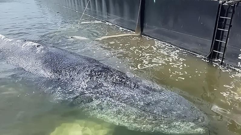 The whale, pictured in late April when it was released into the sea