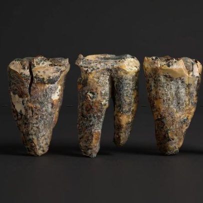 Neandertais podem ter removido cáries com ferramentas de pedra