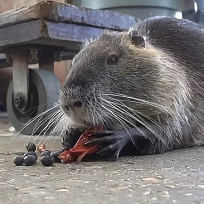 Nutria viral Neuty morre de câncer após luta da família para mantê-la