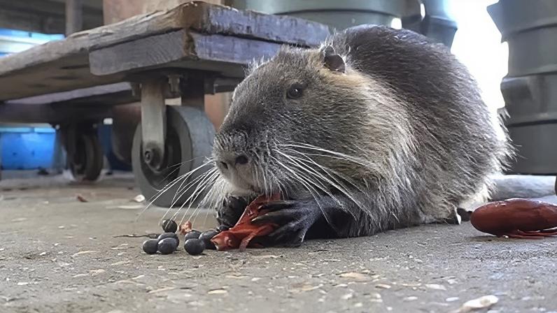 Nutria viral Neuty morre de câncer após luta da família para mantê-la