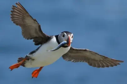 Período crítico para papagaios-do-mar após tempestades mortais