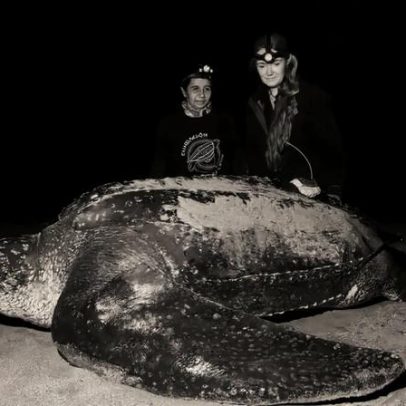 Rastreamento de Lucero: cientistas acompanham tartaruga-leatherback rara do Pacífico