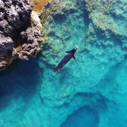 Caverna de bolhas pode ajudar a foca mais rara do mundo a evitar humanos