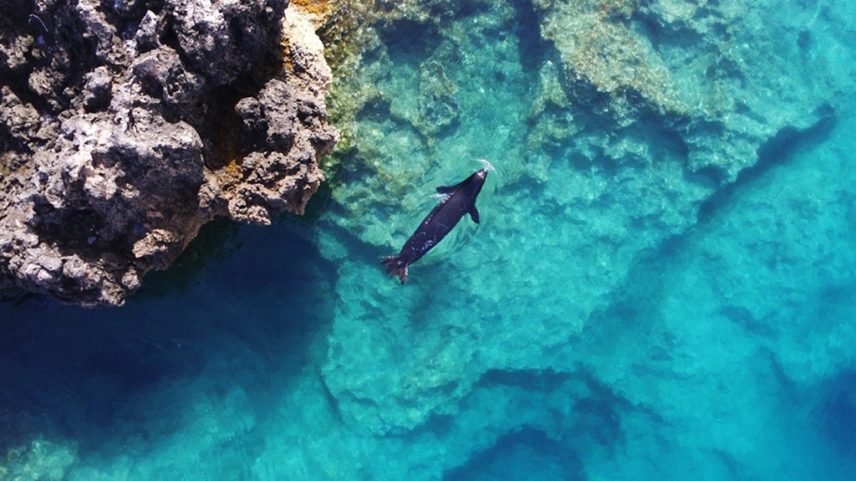A Mediterranean monk seal off Formicula in Greece. Image supplied by Joan Gonzalvo.