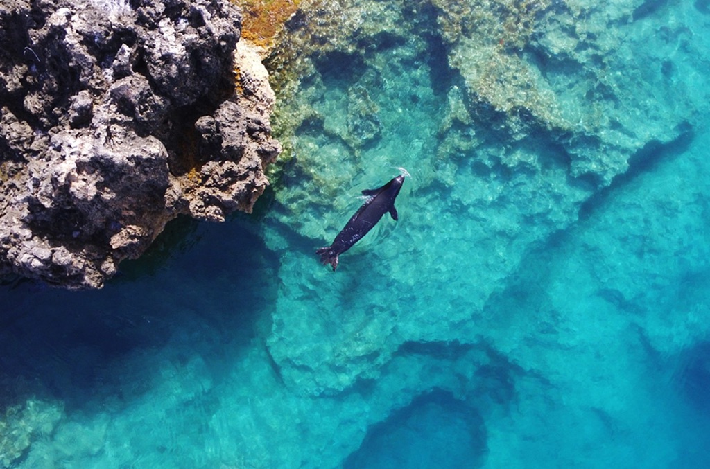 A Mediterranean monk seal off Formicula in Greece. Image supplied by Joan Gonzalvo.