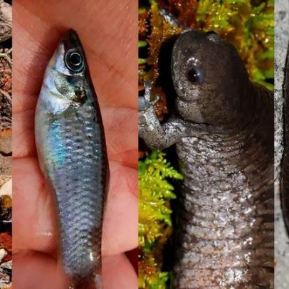 Mundo sem machos: como funcionam espécies exclusivamente femininas reino animal