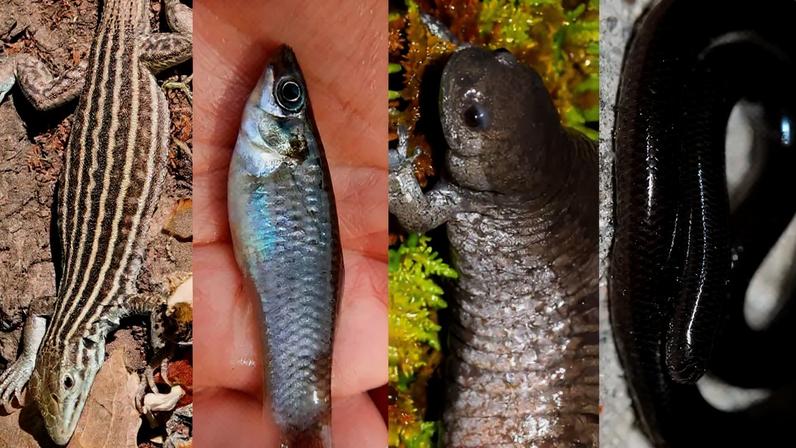 Quatro imagens lado a lado: um lagarto listrado em marrom e creme, um peixe pequeno prateado na mão, uma salamandra marrom em musgo verde, e uma cobra escura enrolada