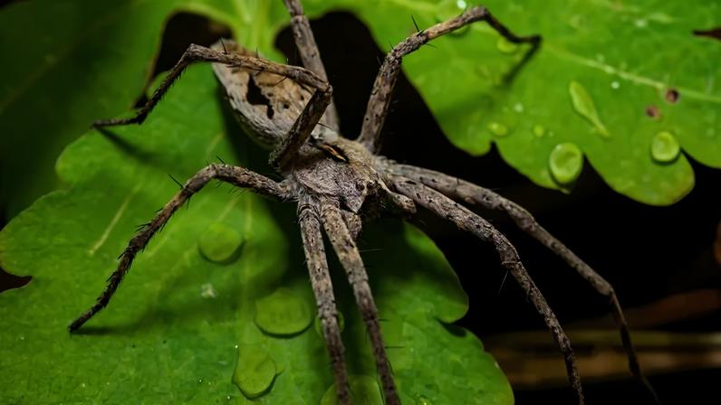 Aranha-lobo marrom-acinzentada com oito patas longas e peludas, sobre uma folha verde com gotas de água brilhantes