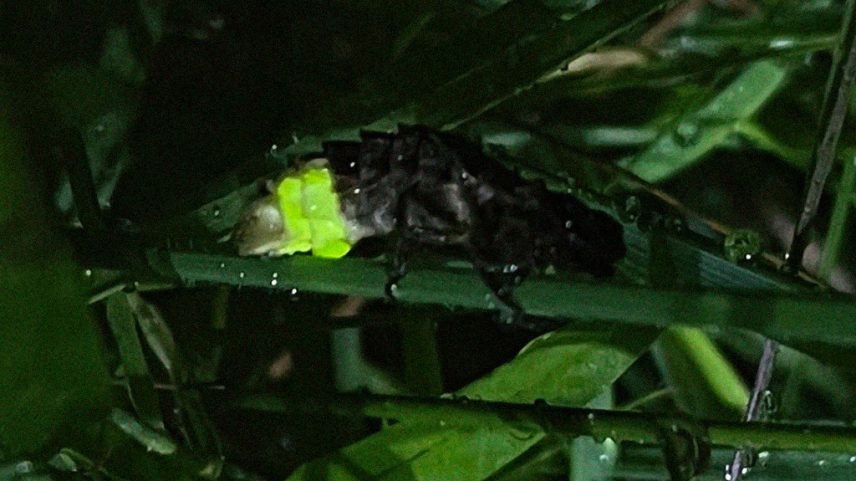 Vaga-lume ameaçado é encontrado em floresta esquecida na Escócia
