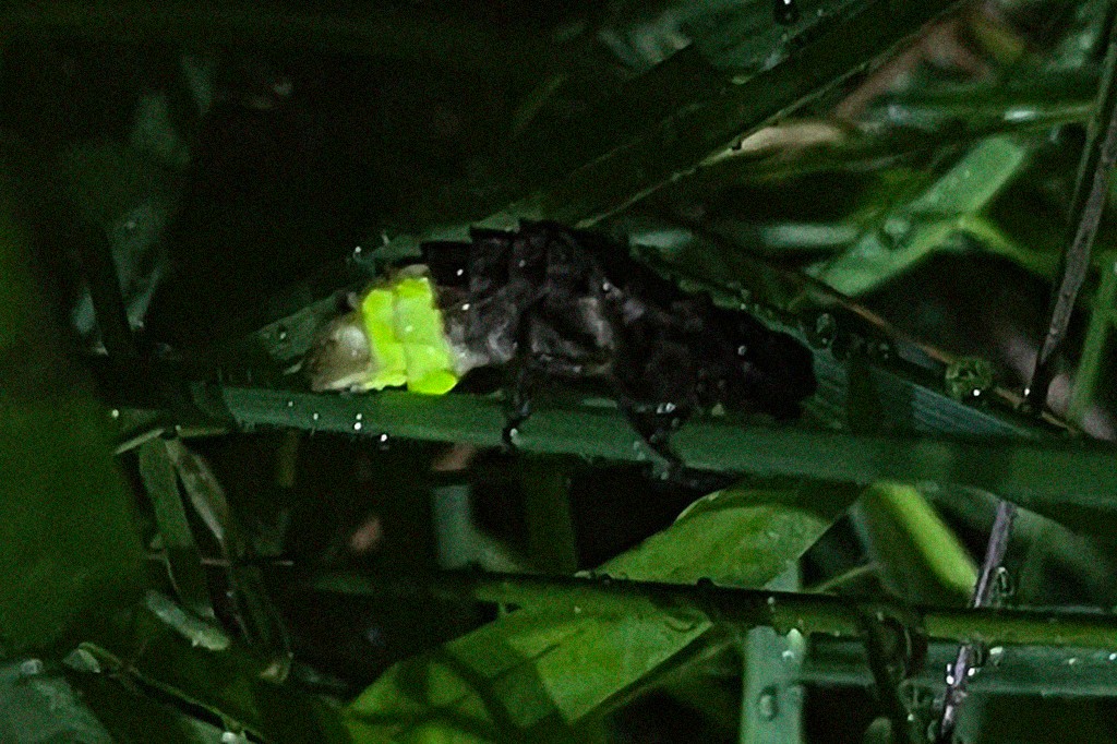 Vaga-lume preto com uma faixa verde brilhante no corpo, rastejando sobre folhas verdes escuras com gotas de água, em ambiente noturno