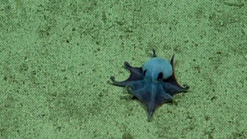 Um pequeno polvo roxo-azulado com olhos grandes e escuros, rastejando sobre um fundo marinho arenoso de cor verde-oliva