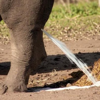 Bexiga cheia: humano e elefante levam o mesmo tempo para urinar