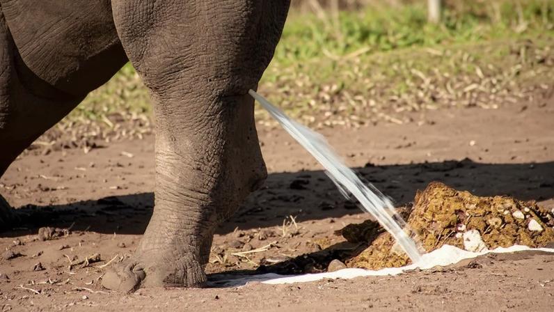 Bexiga cheia: humano e elefante levam o mesmo tempo para urinar