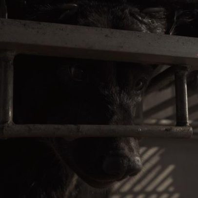27 ursos-lunares resgatados de fazenda ilegal de bile no Laos