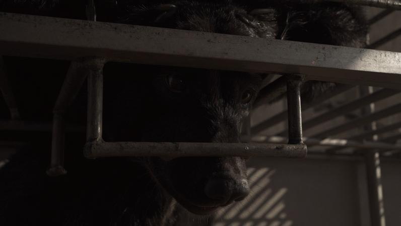 In what was described as the largest bear farm rescue in Southeast Asia, authorities in Laos in conjunction with the international NGO Free the Bears freed 27 Asiatic black bears from a foreign-owned illegal bear bile farm in Laos.