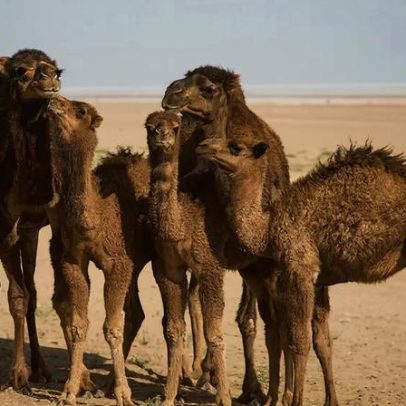 Arábia Saudita adquire camelo; 5 importações surpreendentes de países