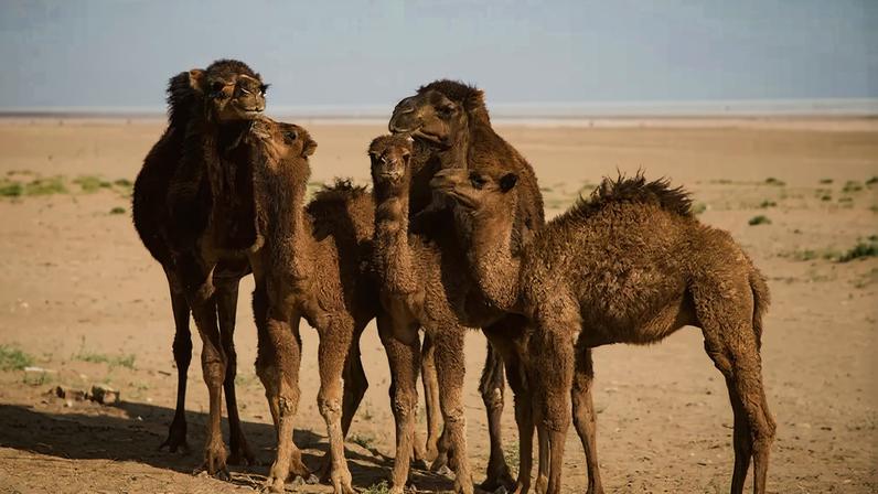 Cinco camelos marrons, dois adultos e três filhotes, em pé na areia de um deserto árido sob céu claro. Um filhote encosta a cabeça no pescoço de um adulto, enquanto os outros olham para diferentes direções. O solo arenoso tem pequenas manchas de vegetação rasteira e o horizonte é uma linha clara de areia e céu