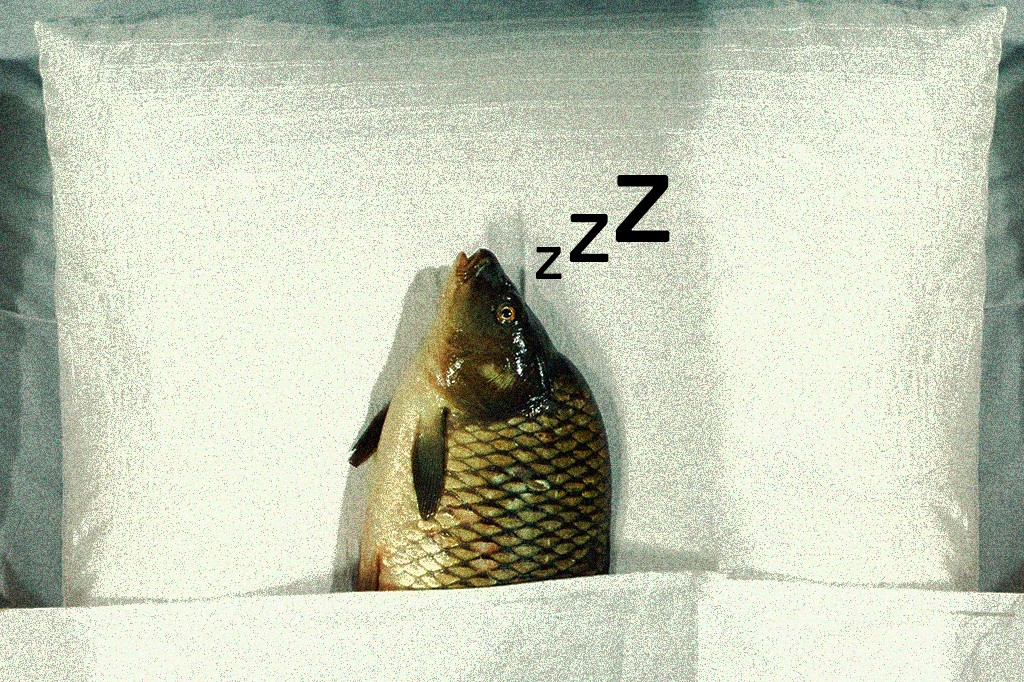Um peixe com escamas marrons e douradas, deitado de lado em uma cama com travesseiros brancos, com a boca aberta e "zzz" em preto flutuando acima da cabeça, indicando que está dormindo