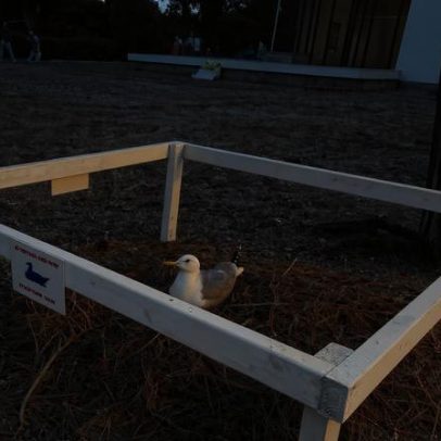 Gaivota coloca ovos no Giardini durante pré-estreia da Bienal de Veneza