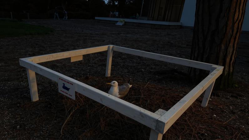 A seagull nests at the Polish Pavilion