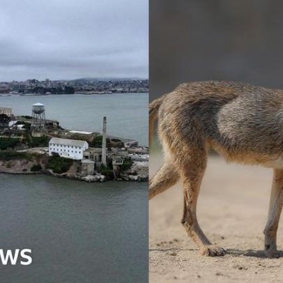 Pesquisadores revelam origem do coiote que nadou até Alcatraz