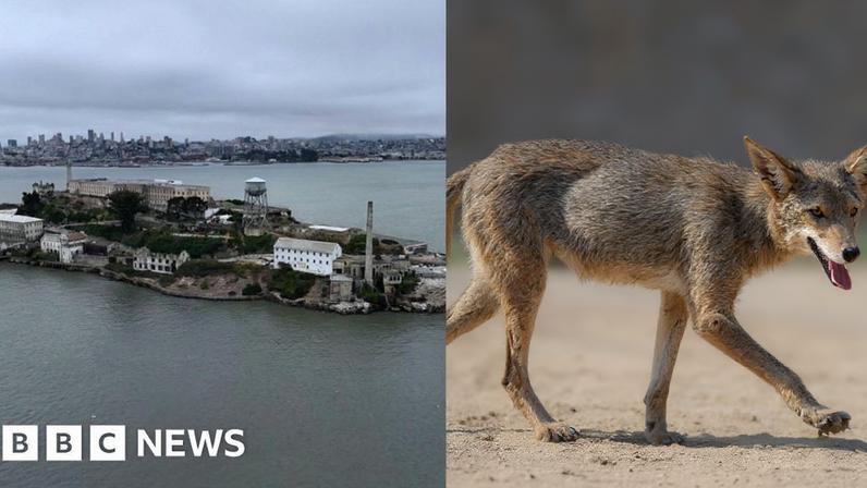 Pesquisadores revelam origem do coiote que nadou até Alcatraz