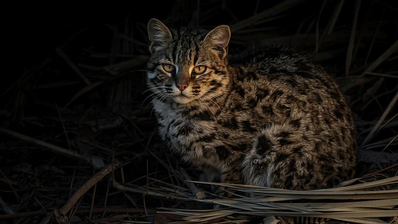 A leopard cat in India’s West Bengal state. India’s population of leopard cats is not contiguous, with individuals in the western part of the country isolated from the rest of the leopard cat’s range.