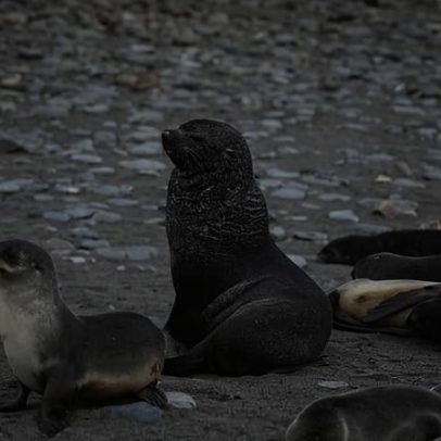 China e Noruega buscam ampliar extração de krill junto à Antártica