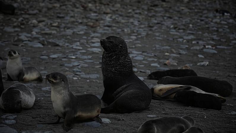 Endangered Antarctic fur seals on South Georgia Island. Image by Rhett A. Butler/Mongabay.