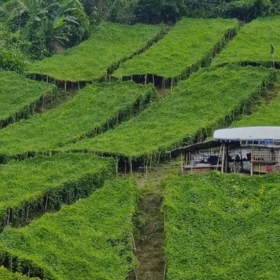 Bangladesh substitui métodos agrícolas tradicionais por sistema moderno