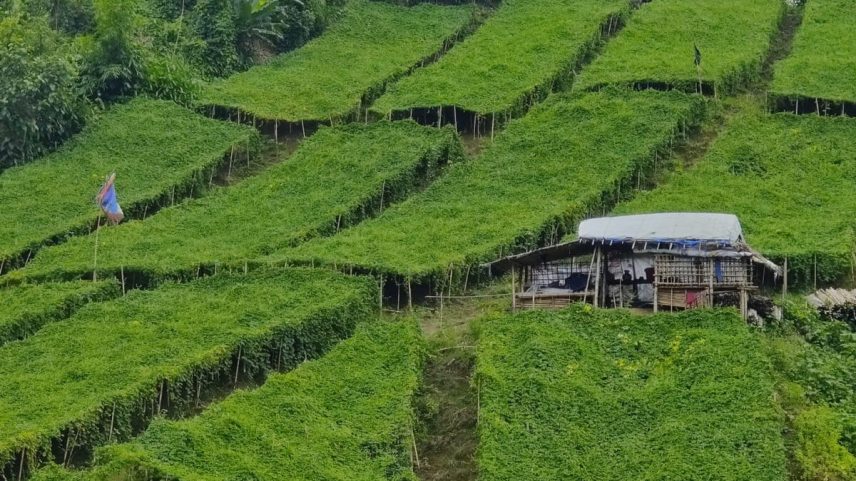 Bangladesh substitui métodos agrícolas tradicionais por sistema moderno