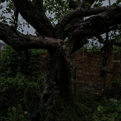 Futuro da primeira macieira Bramley fica incerto com venda da casa