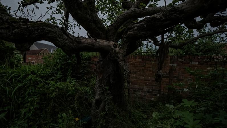 The original Bramley apple tree in Southwell, Nottinghamshire.