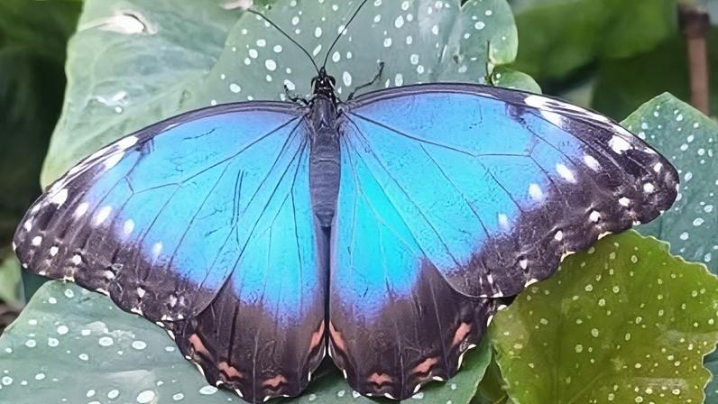 The butterflies were individually contained in pots before being released on Friday