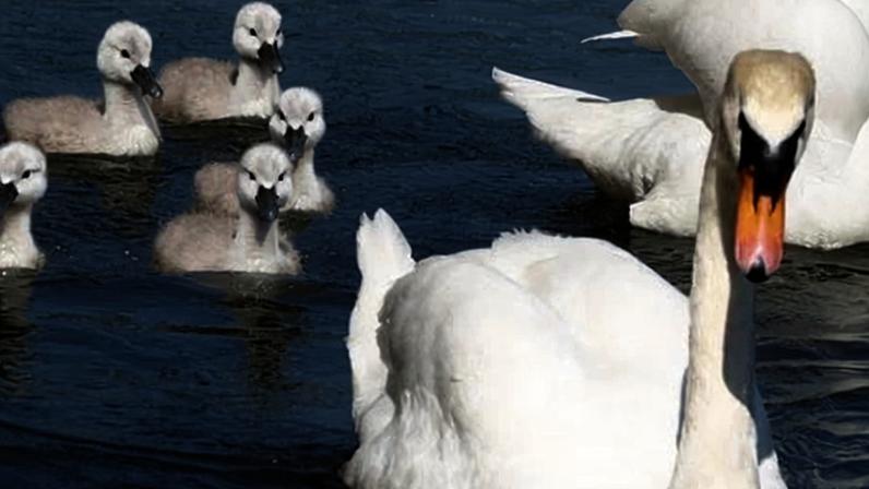 Nadadores são orientados a evitar lagoa de Hampstead Heath para proteger cisnes