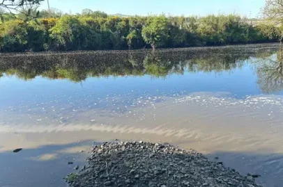 Preocupação com peixes jovens após incidente de poluição