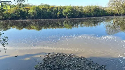 Preocupação com peixes jovens após incidente de poluição