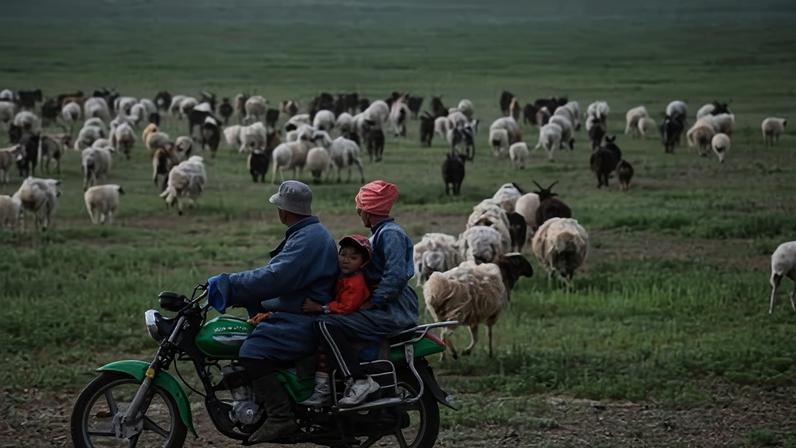 Pastagens mais verdes atraem trabalhadores chineses presos ao 996