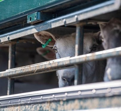 UE prepara concessão-chave ao Reino Unido em novo acordo agrícola pós-Brexit