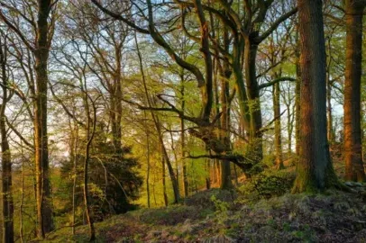 Zonas de recuperação da natureza inspiradas em Attenborough
