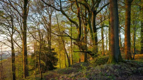 Zonas de recuperação da natureza inspiradas em Attenborough