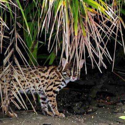 Gato-leopardo do continente asiático é abundante, mas ainda cercado de mistério