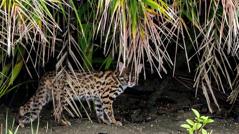Gato-leopardo do continente asiático é abundante, mas ainda cercado de mistério