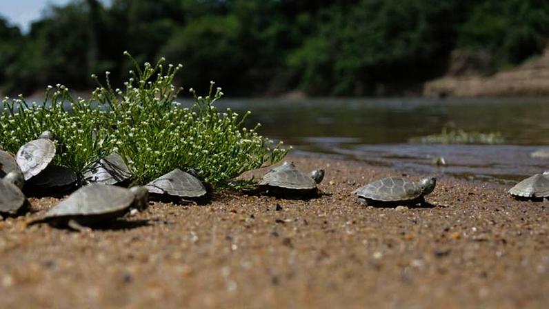 Dia Mundial das Tartarugas: avanços na conservação em meio à crise de extinção