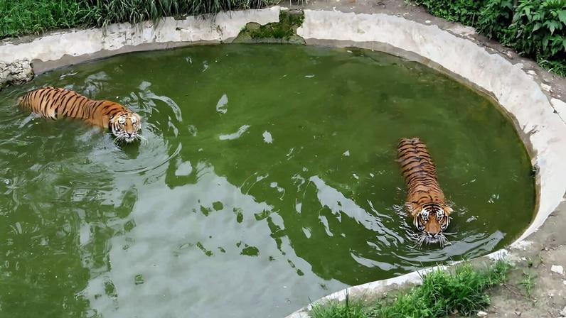 Nepal entrega projeto de mega zoológico ao órgão de conservação