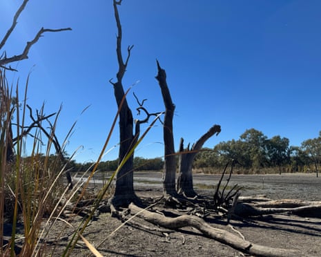 Dried-up wetlands in the Gwydir region where broad-shelled turtles were left to die after Water NSW abruptly stopped environmental flows to the area