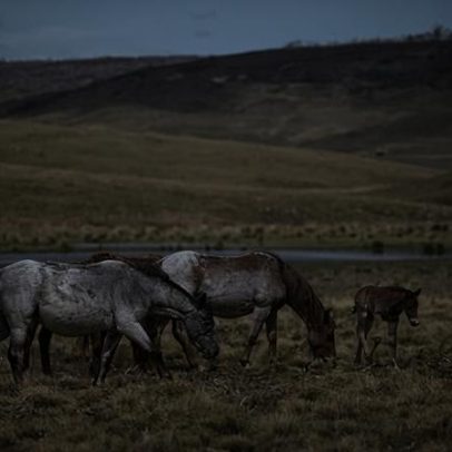 Cavalos ferais sobem em Kosciuszko após pausa na remoção aérea